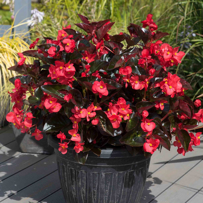 Begonia 'Megawatt Red Bronze Leaf'