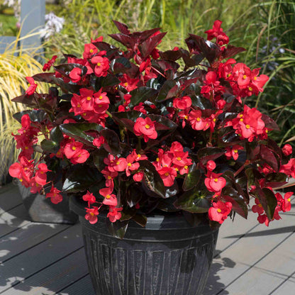 Begonia 'Megawatt Red Bronze Leaf'