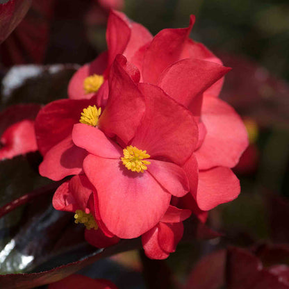 Begonia 'Megawatt Red Bronze Leaf'