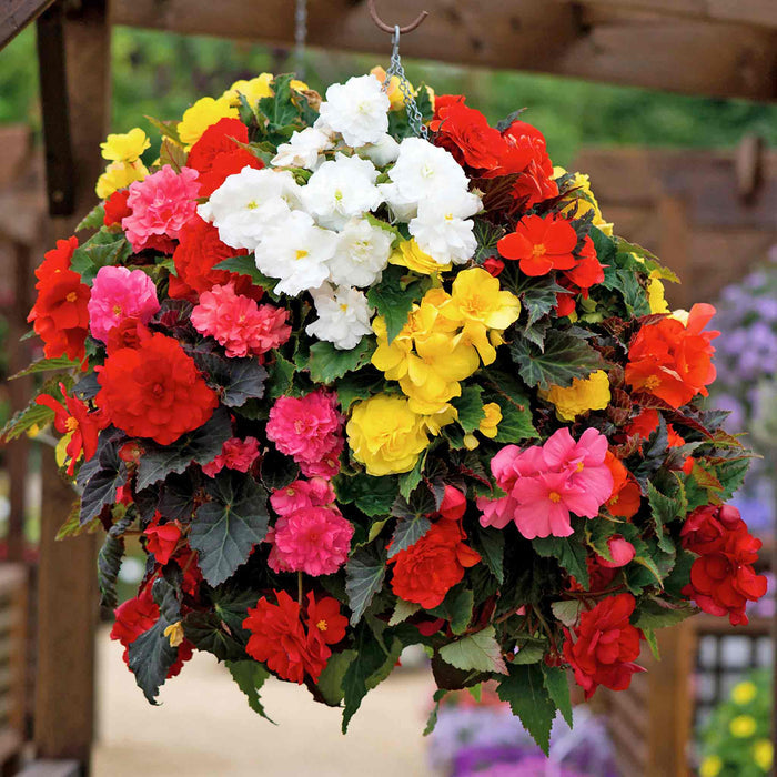 Begonia 'Nonstop Mix'