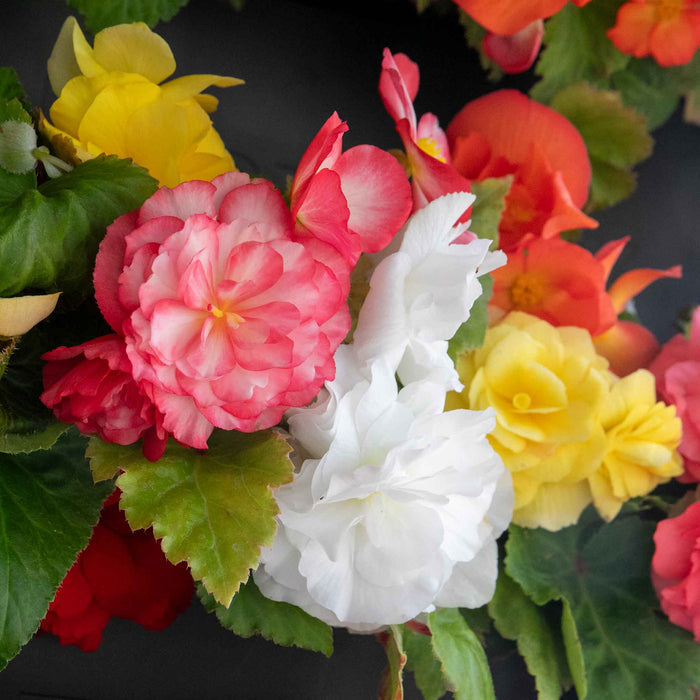 Begonia 'Nonstop Mix'