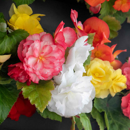 Begonia 'Nonstop Mix'