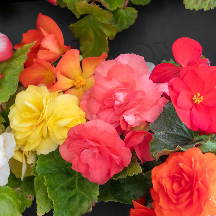 Begonia 'Nonstop Mix'