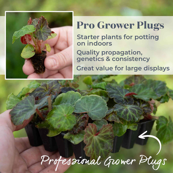 Begonia 'Nonstop Mix'