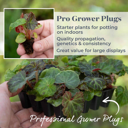 Begonia 'Nonstop Mix'