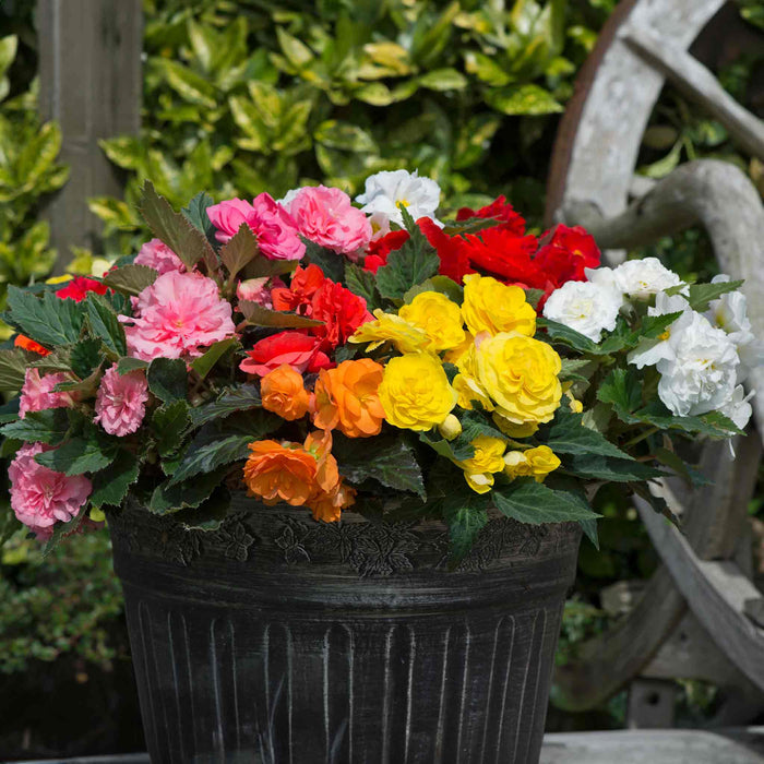 Begonia 'Nonstop Mix'