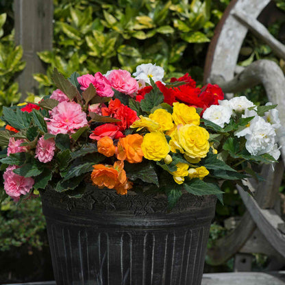 Begonia 'Nonstop Mix'
