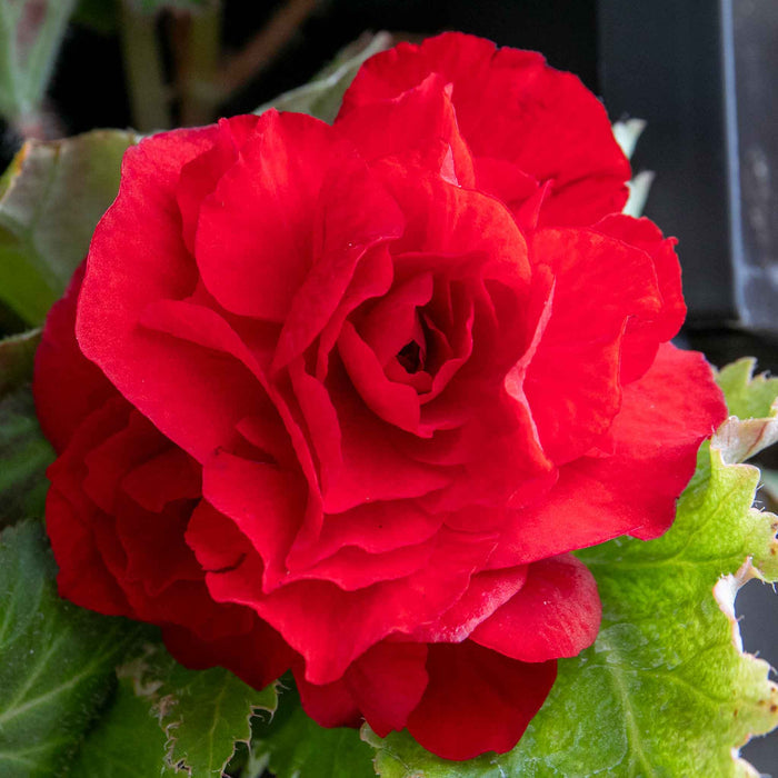 Begonia 'Nonstop Mix'
