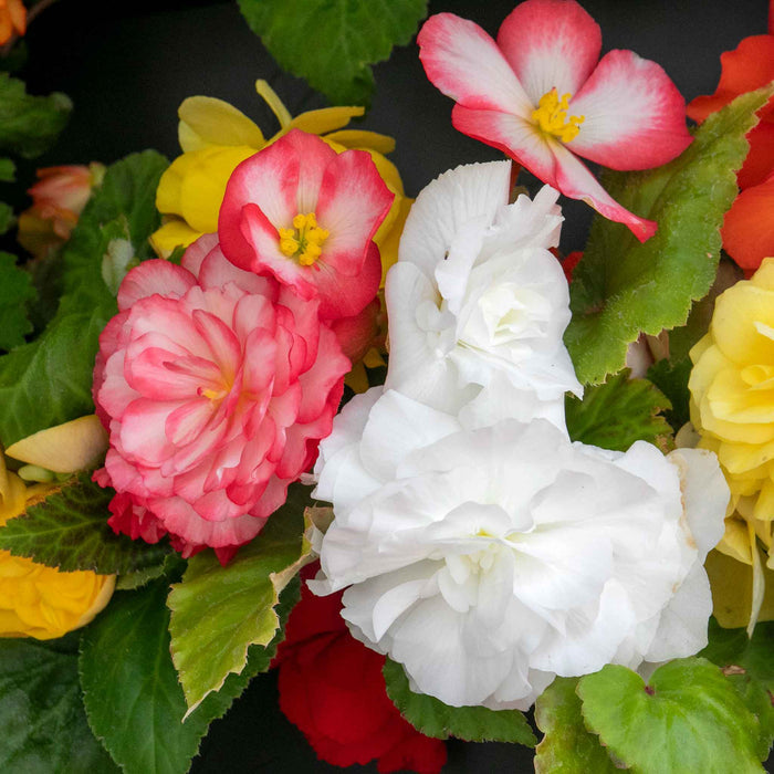 Begonia 'Nonstop Mix'