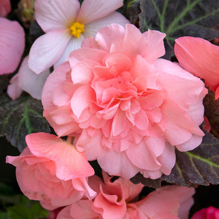 Begonia 'Nonstop Mocca Light Pink Shades'