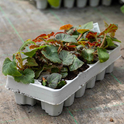 Begonia 'Nonstop Mocca Light Pink Shades'