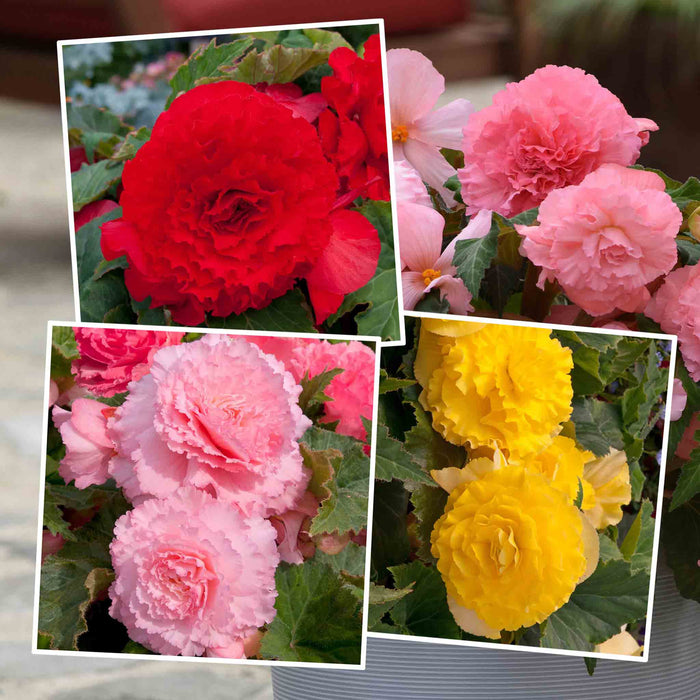 Collage of red, pink, and yellow flowers with green leaves.