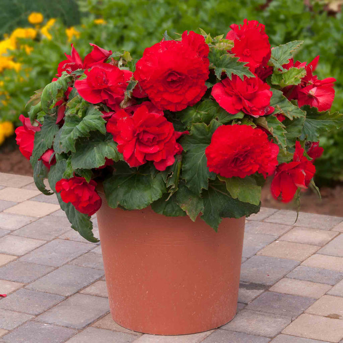 Potted plant with red flowers on a paved surface