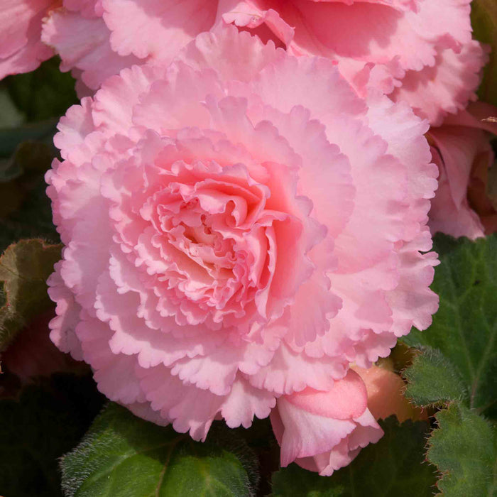 Close-up of a pink begonia flower with green leaves.