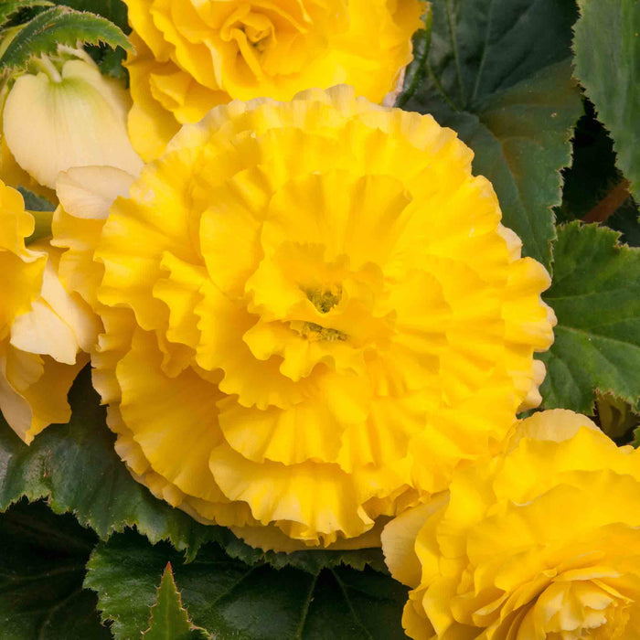 Close-up of bright yellow flowers with green leaves