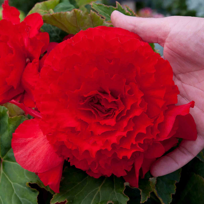 Red flower held by a hand with green leaves in the background