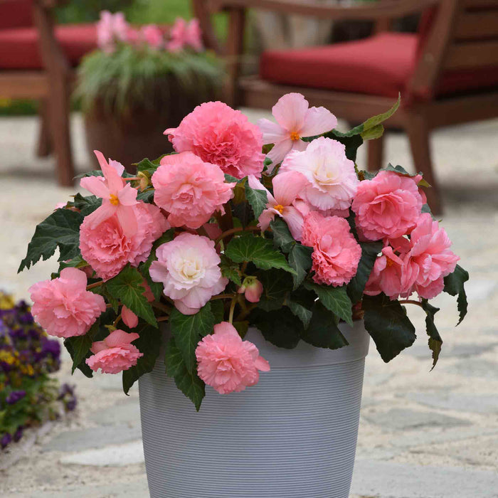 Potted plant with pink flowers in an outdoor setting