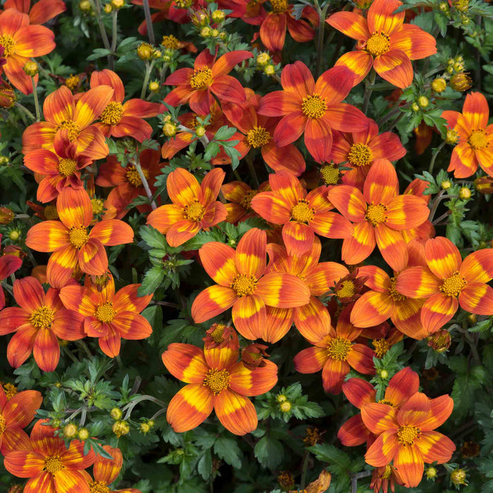 Bidens 'Bee Happy Red Improved'
