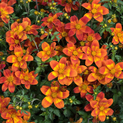 Bidens 'Bee Happy Red Improved'