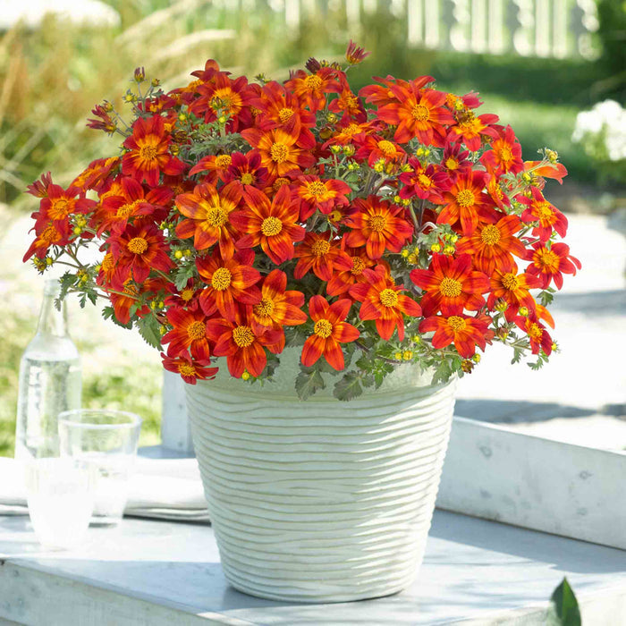 Bidens 'Bee Happy Red Improved'