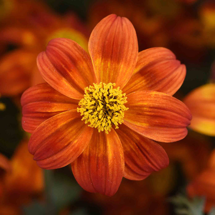 Bidens 'Bee Happy Red Improved'