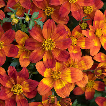 Bidens 'Bee Happy Red Improved'
