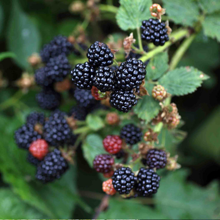 Blackberry 'Chester Thornless'