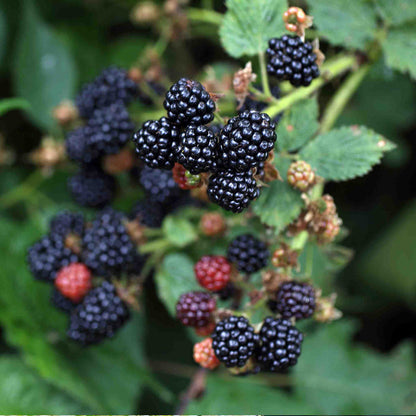Blackberry 'Chester Thornless'