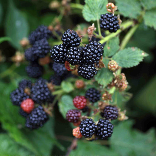 Blackberry 'Chester Thornless'