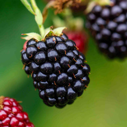 Blackberry 'Chester Thornless'