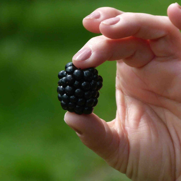 Blackberry 'Chester Thornless'
