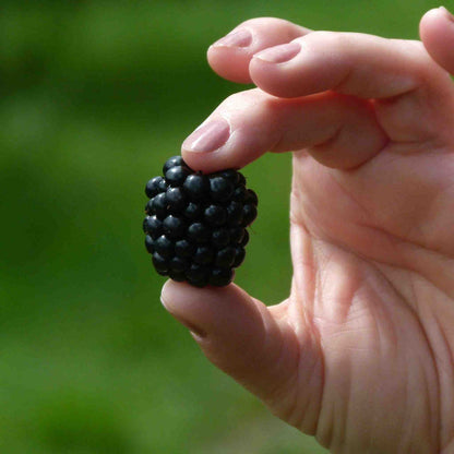Blackberry 'Chester Thornless'