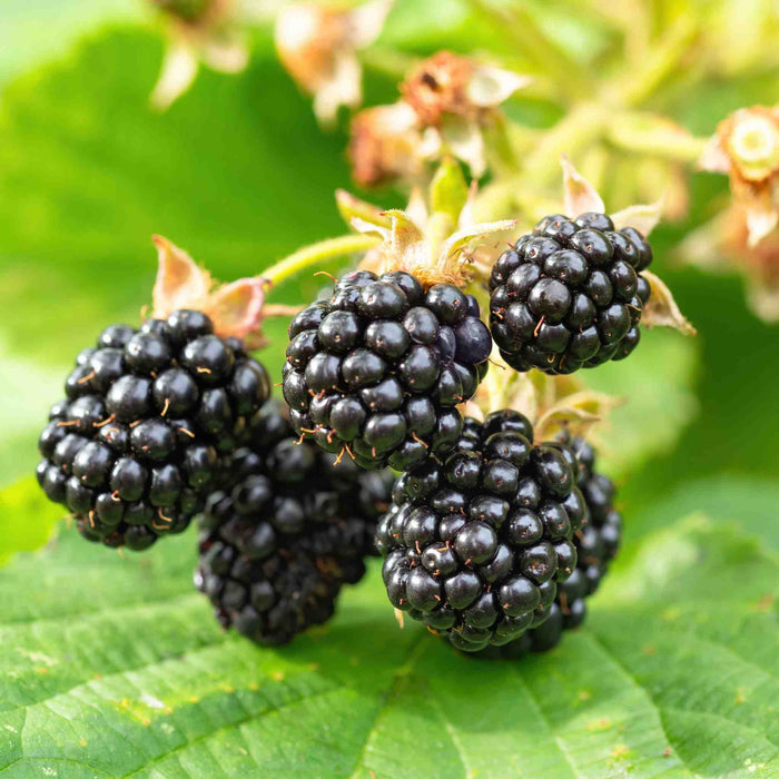 Blackberry 'Chester Thornless'