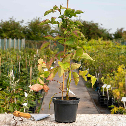 Blackberry 'Chester Thornless'