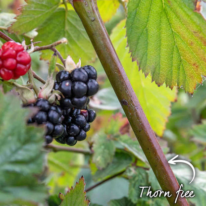 Blackberry 'Chester Thornless'