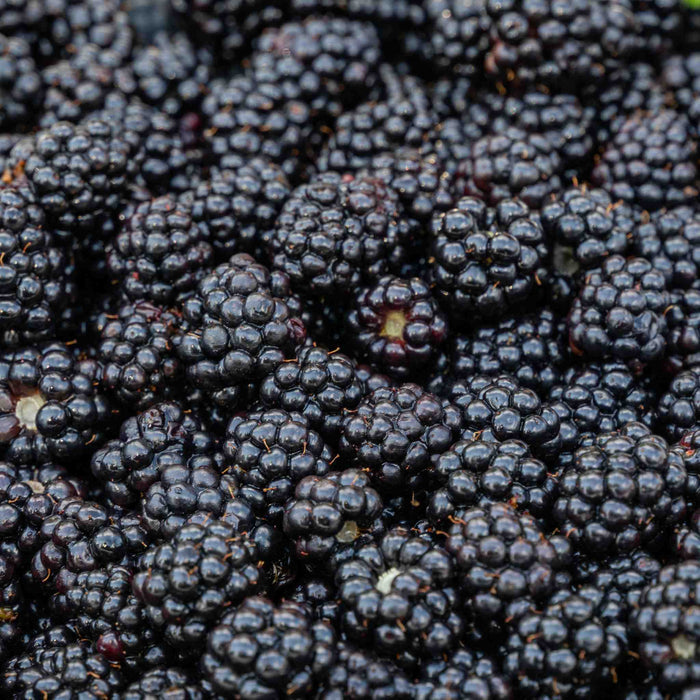 Blackberry 'Chester Thornless'