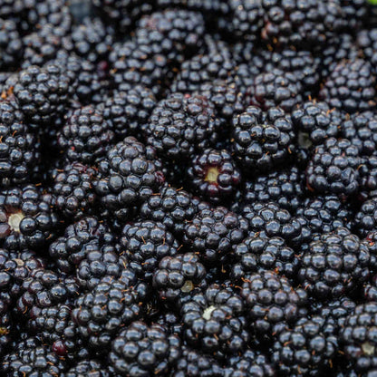 Blackberry 'Chester Thornless'