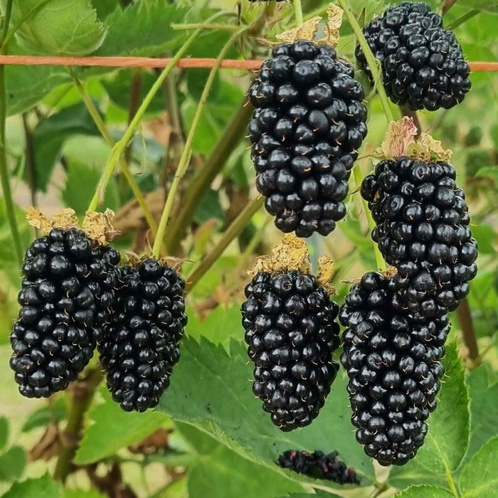 Blackberry 'Loch Katrine'