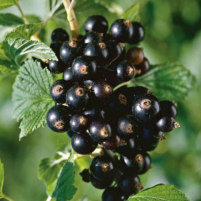 Blackcurrant Standard 'Titania'