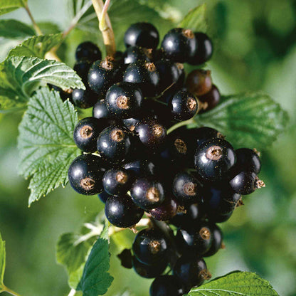 Blackcurrant Standard 'Titania'