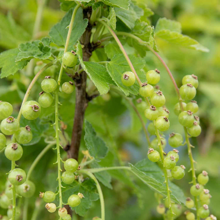 Blackcurrant Standard 'Titania'