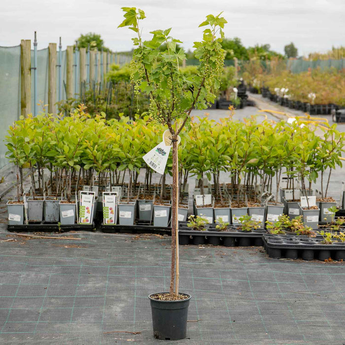Blackcurrant Standard 'Titania'