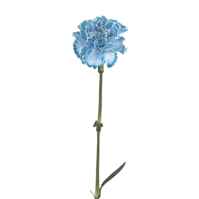 Guadalupe Stem - Image