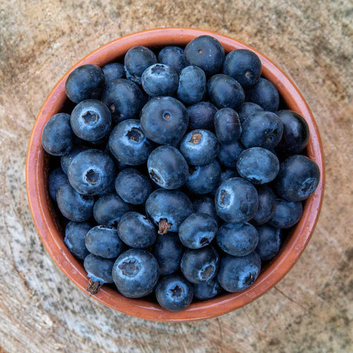 Freshly picked ripe blueberries in a terracotta bowl – harvest from Blueberry 'Brigitta', ideal for home growing.