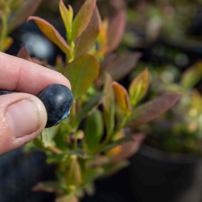 Close-up view of ripe 'Brigitta'  blueberry being harvested from blueberry plant.