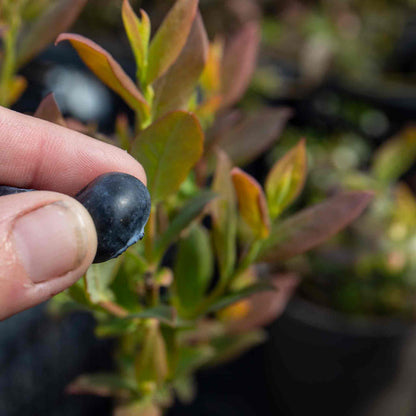 Close-up view of ripe 'Brigitta'  blueberry being harvested from blueberry plant.