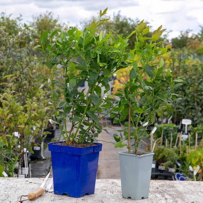Two potted plants, one in a blue pot and one in a gray pot, in an outdoor setting with greenery.