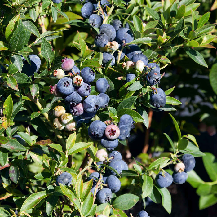 Close-up of ripe blueberries on 'Brigitta' shrub, showcasing growth and vibrant berries.