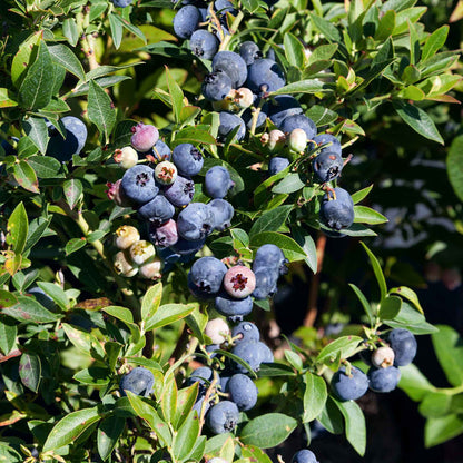 Close-up of ripe blueberries on 'Brigitta' shrub, showcasing growth and vibrant berries.