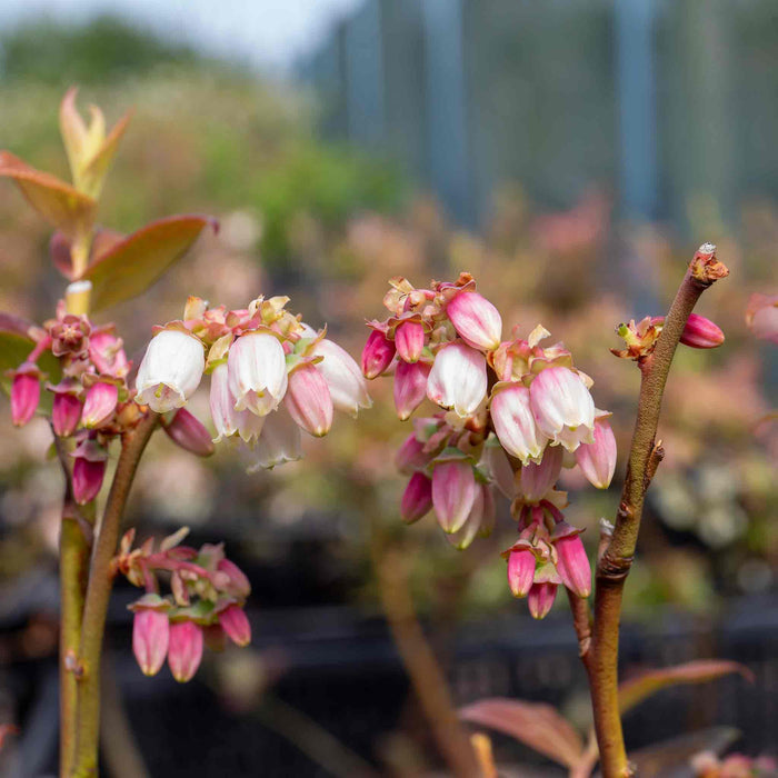 'Brigitta' blueberry plant displaying white spring blossoms tinged with pink